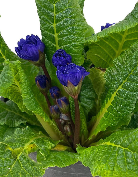 Primula prima belarina Blue Champion Quart - The Garden Corner