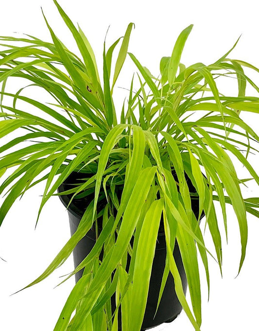 Hakonechloa macra 'Sunflare' - The Garden Corner