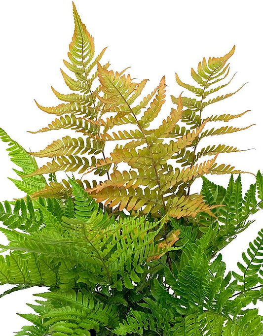 Dryopteris erythrosora 'Brilliance' - The Garden Corner