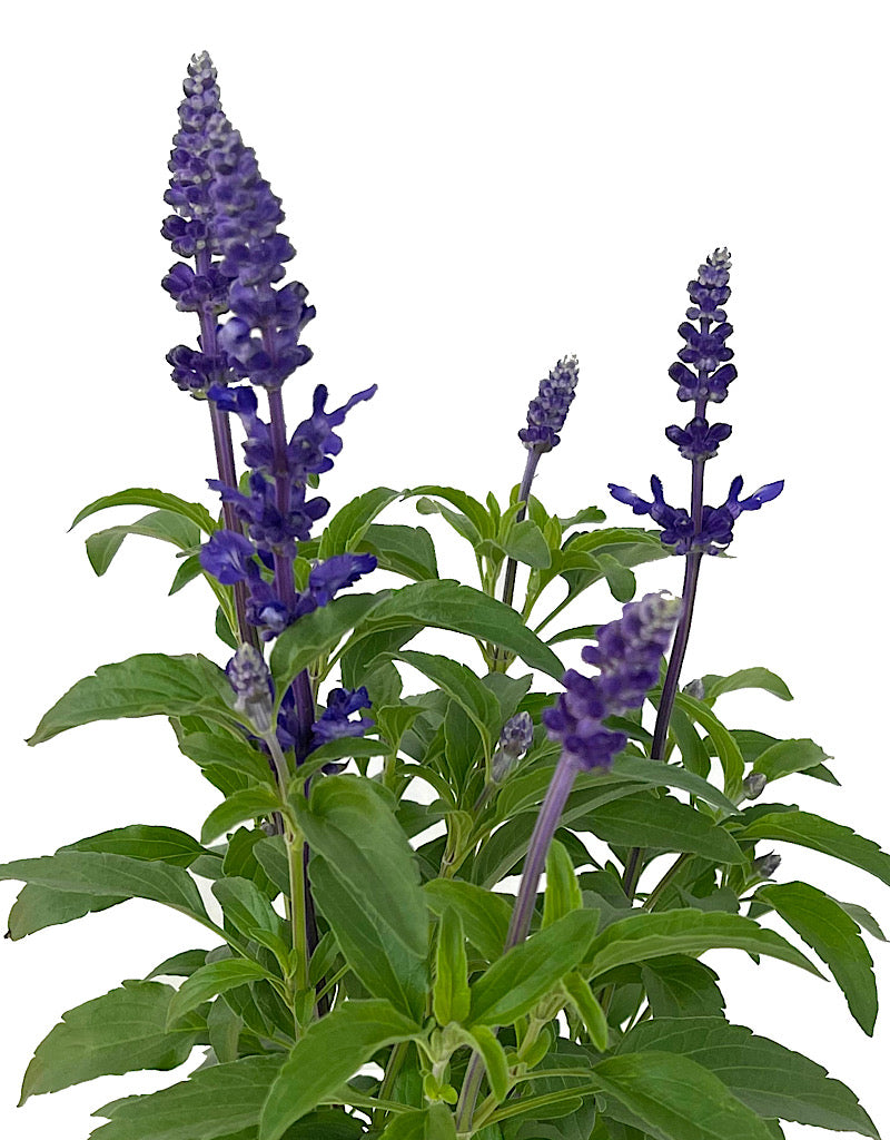 Salvia 'Icon Dark Blue' 6 Inch