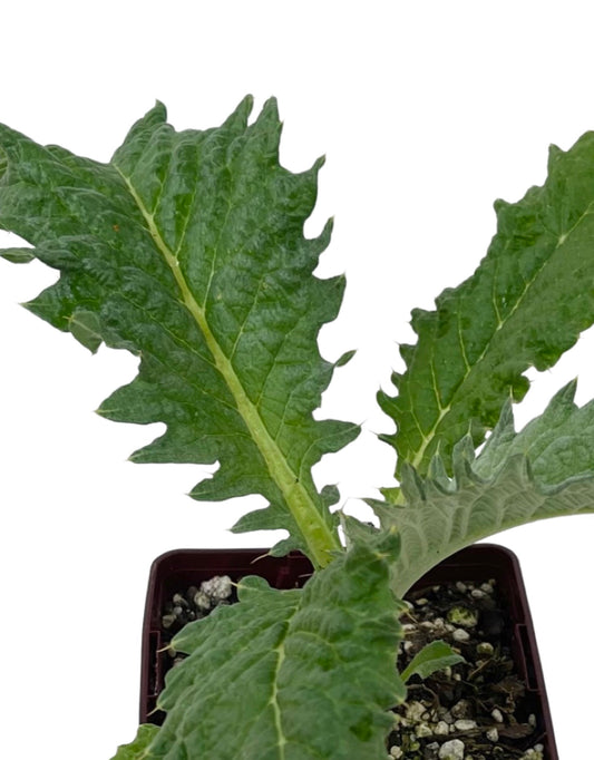 Cynara cardunculus - The Garden Corner