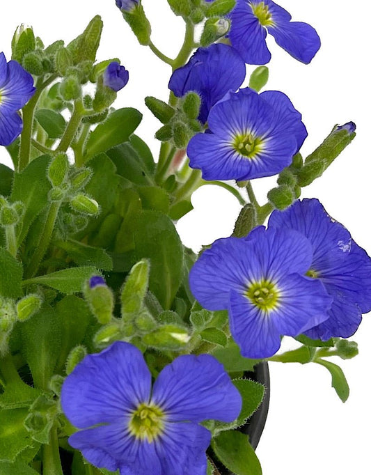 Aubrieta 'Axcent Light Blue' Quart - The Garden Corner