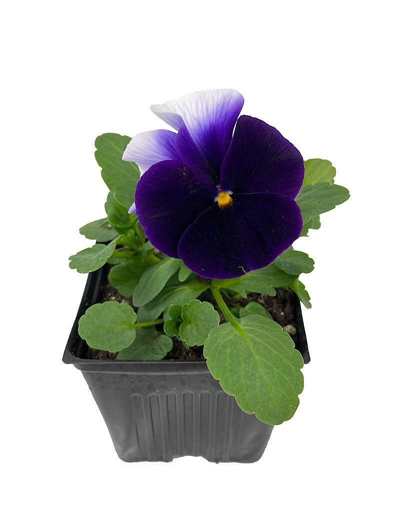Pansy - Seasonal Plant