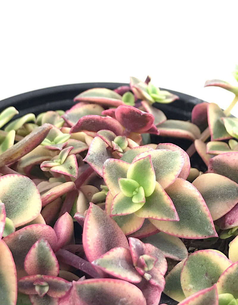 Crassula pellucida 'Variegata' 4 Inch
