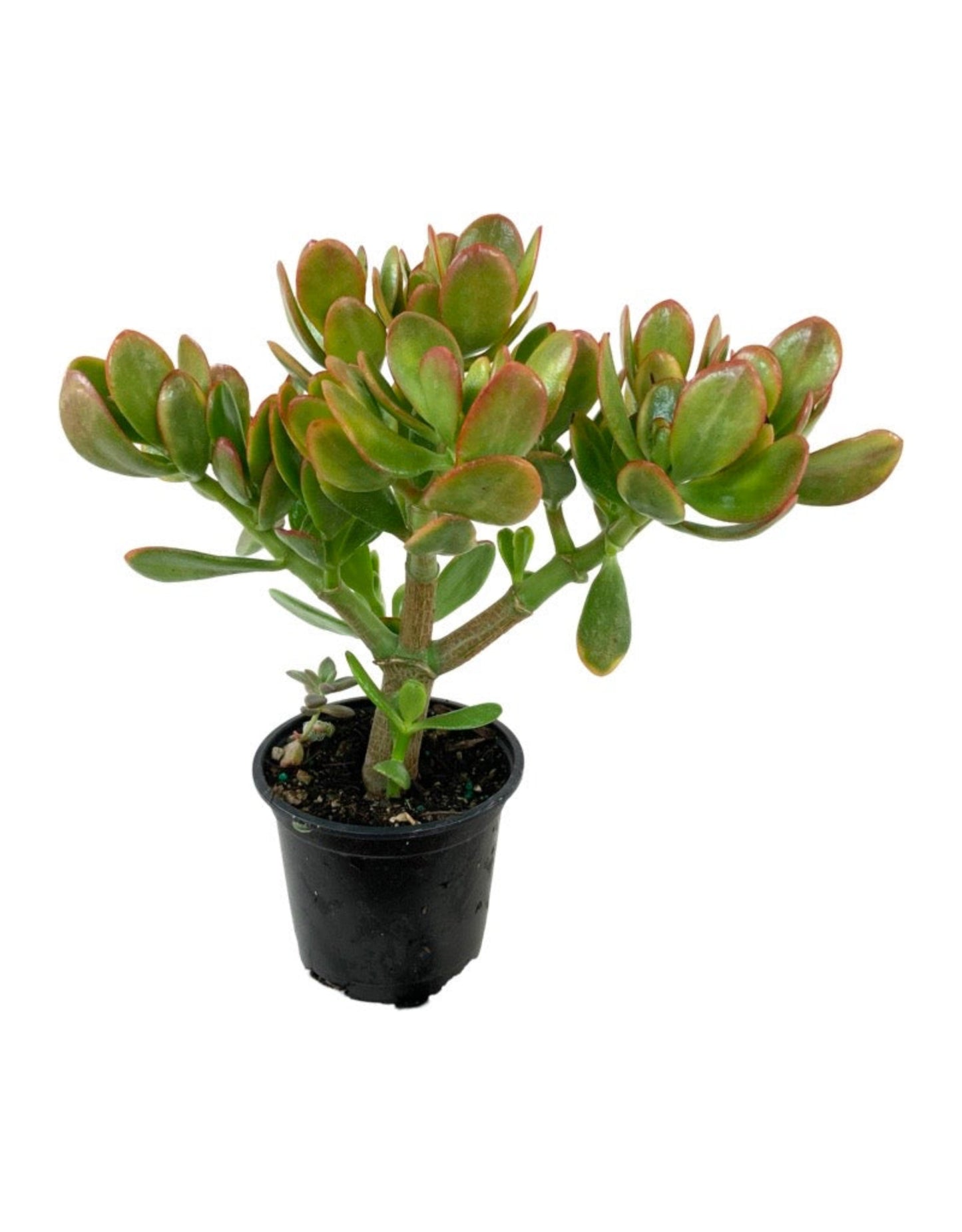 Crassula ovata - The Garden Corner
