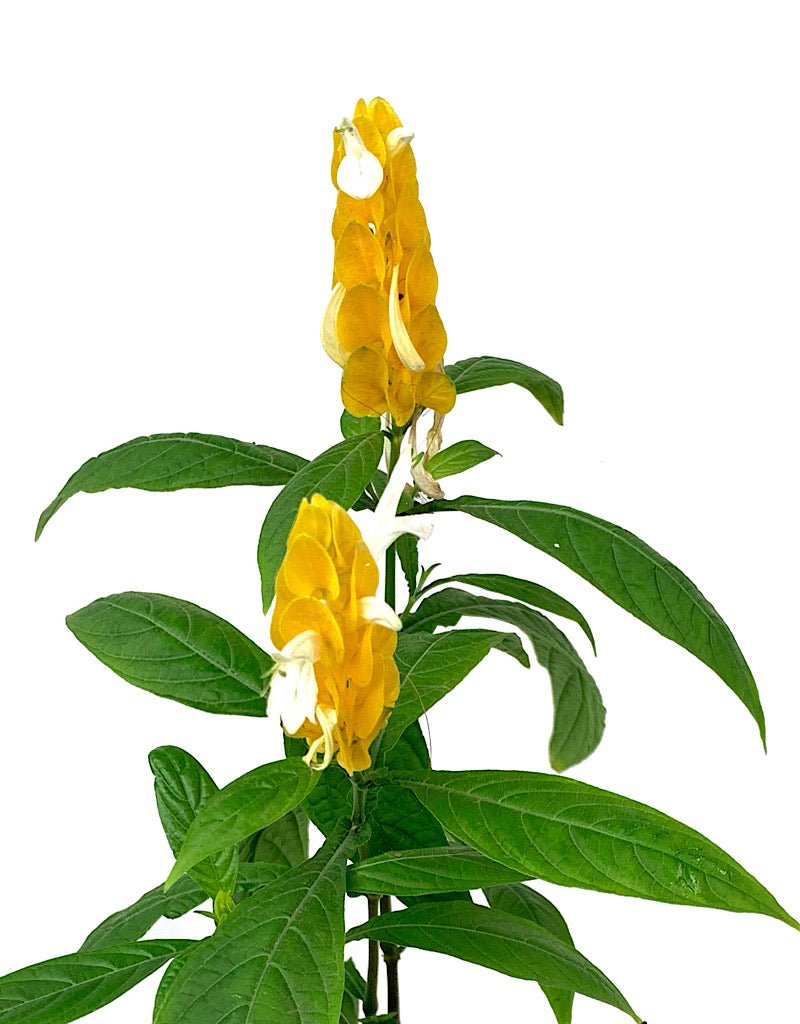 Pachystachys 'Yellow Shrimp' Quart - The Garden Corner
