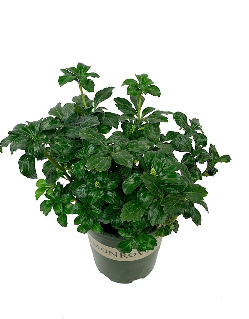 Pachysandra terminalis 'Green Sheen'