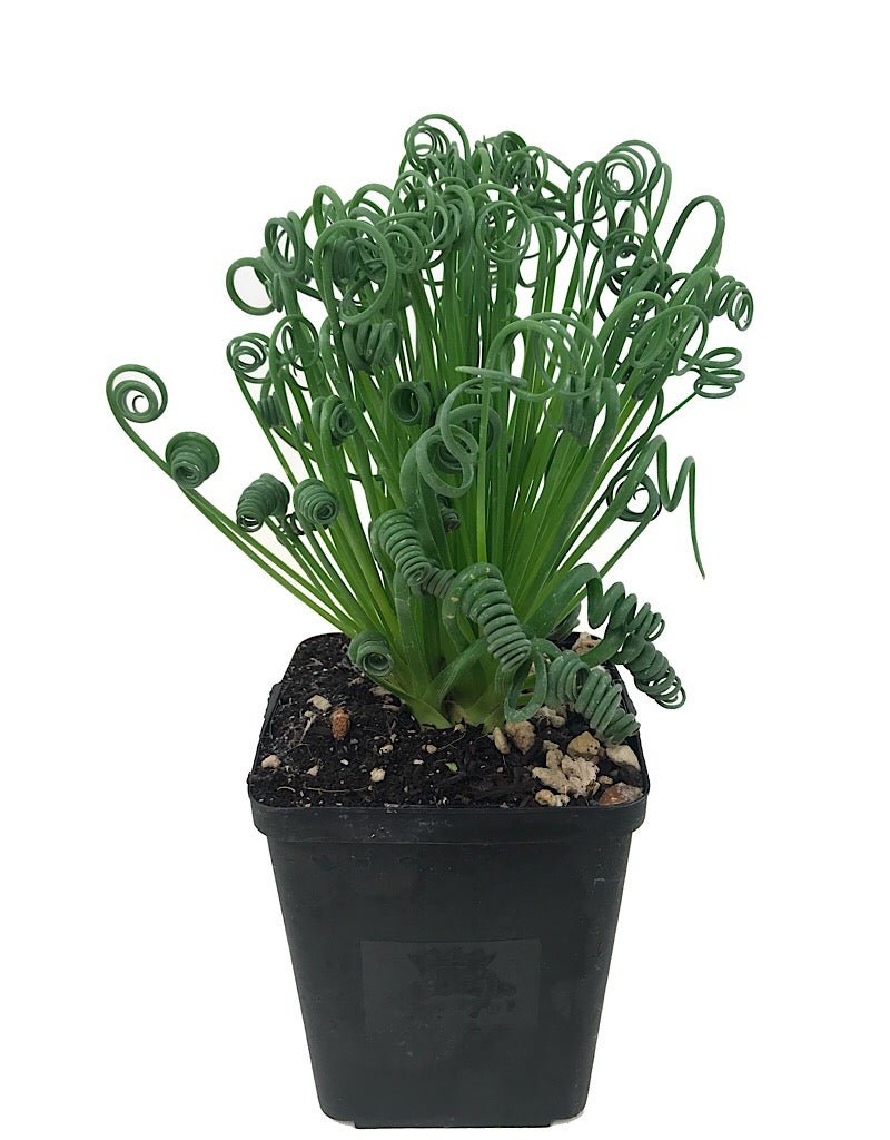 Albuca spiralis 'Frizzle Sizzle' - The Garden Corner