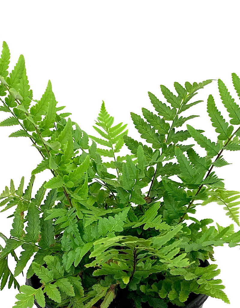 Dryopteris tokyoensis 1 Gallon
