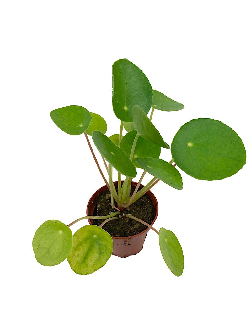 Pilea peperomioides