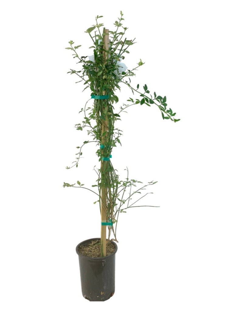 Jasminum nudiflorum - Shrubs