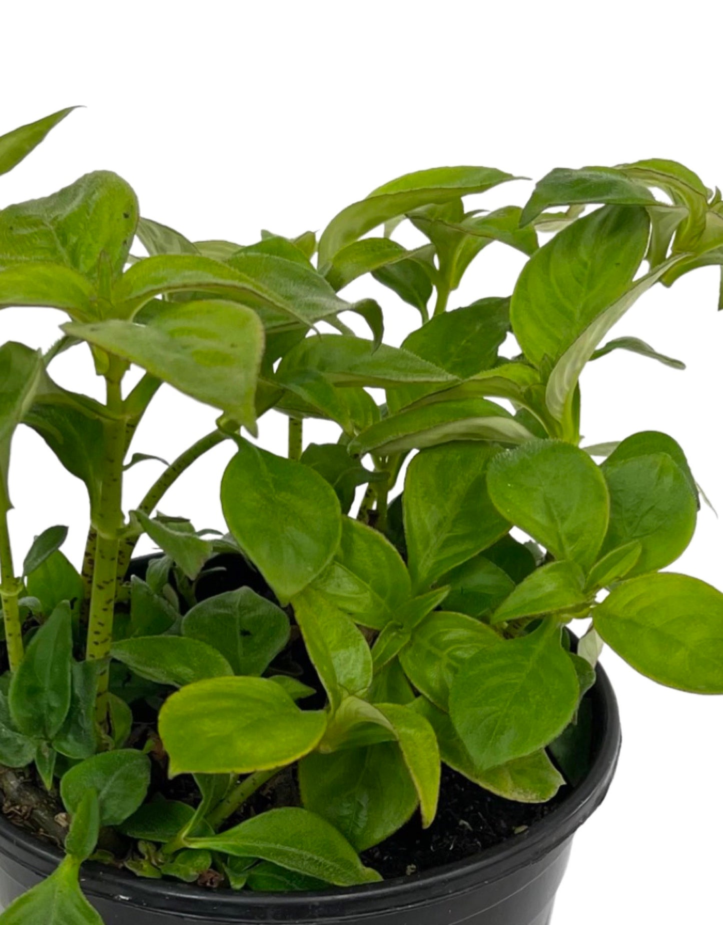 Hemiboea subcapitata - The Garden Corner