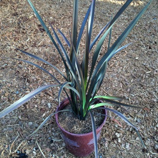 Phormium 'Black Rage'