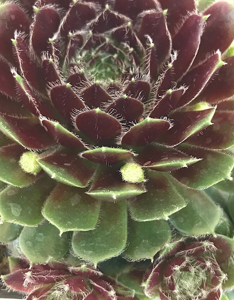 Sempervivum 'Pilioseum' 4 Inch - The Garden Corner
