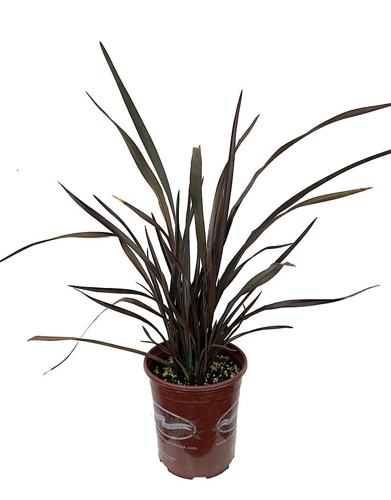 Phormium 'Platt's Black' - The Garden Corner