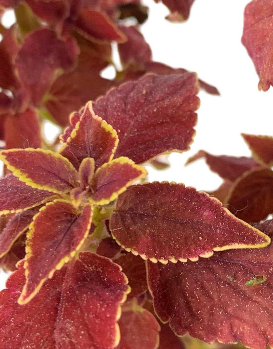 Coleus 'Sedona Sunset' Quart - The Garden Corner