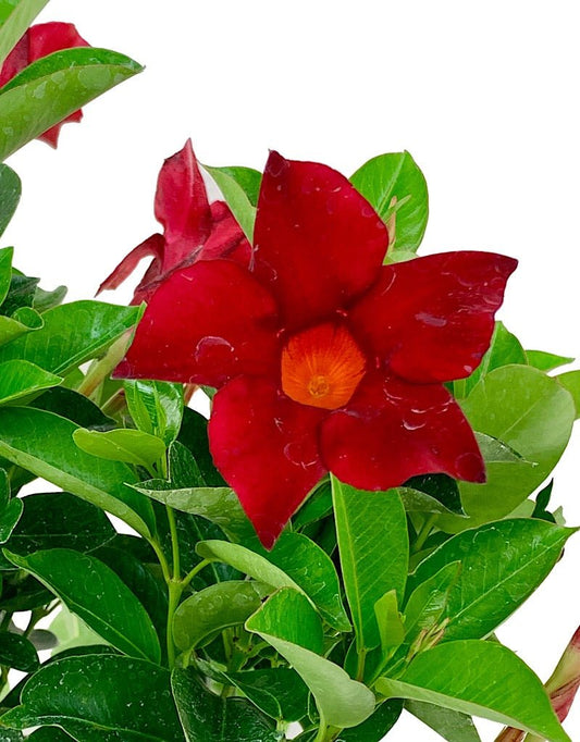 Mandevilla 'SunParasol Pretty Crimson' 6 inch - The Garden Corner