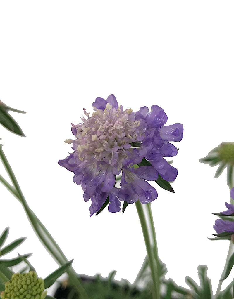 Scabiosa 'Blue Note'- 1 gal