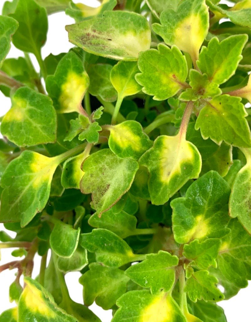 Coleus 'Great Falls Yosemite' - The Garden Corner