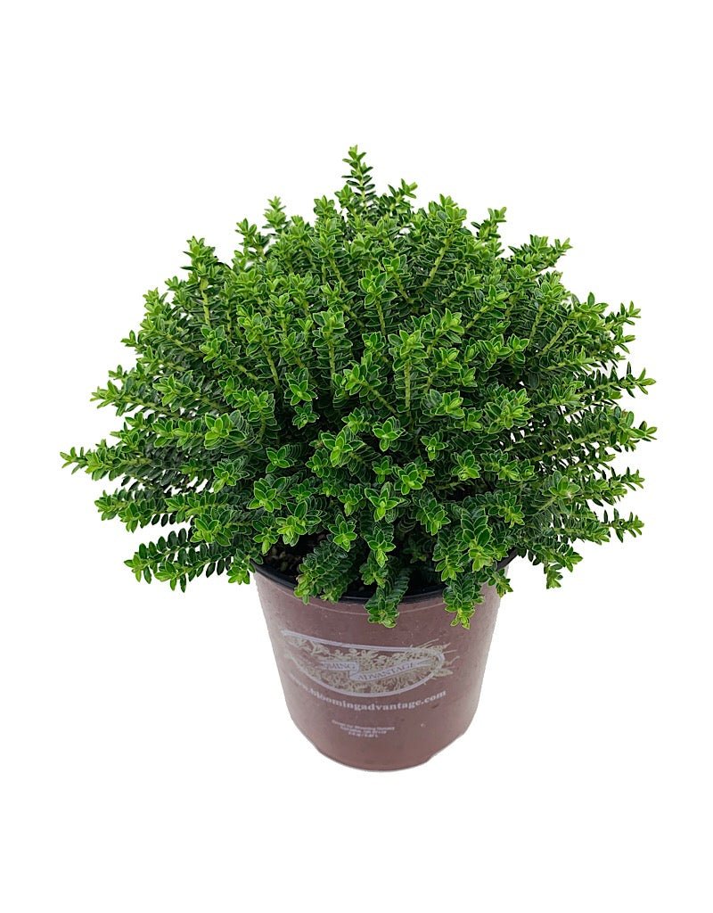 Hebe vernicosa - The Garden Corner