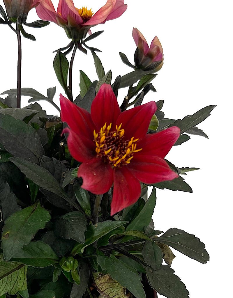 Dahlia 'Happy Days Scarlet' Quart - The Garden Corner
