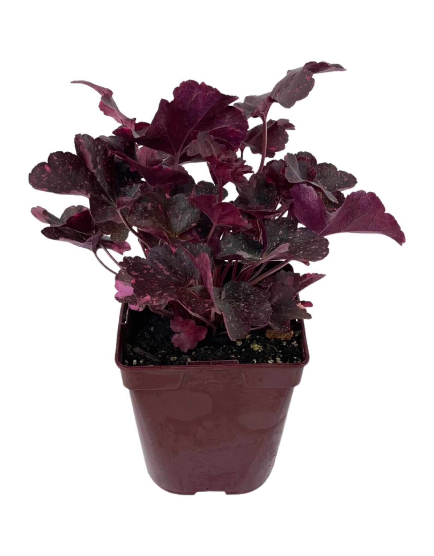 Heuchera 'Midnight Rose' - Perennials