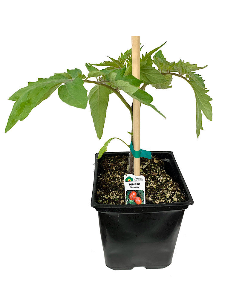Tomato 'Roma' 1 gal