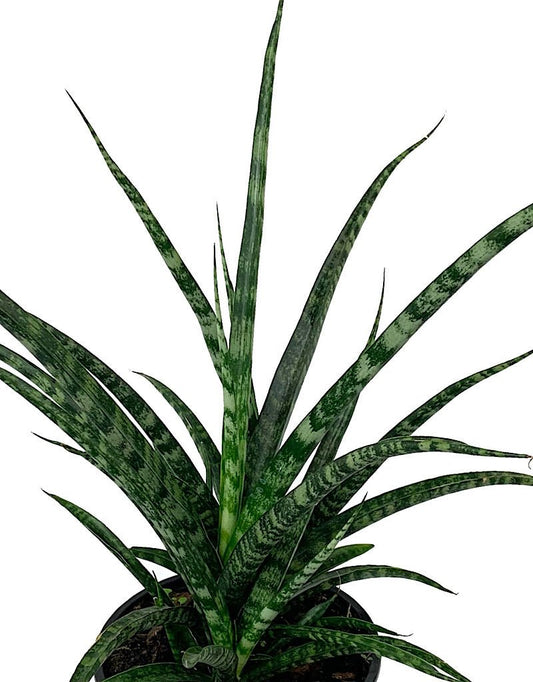 Sansevieria bacularis 'Fernwood' 6 Inch - The Garden Corner