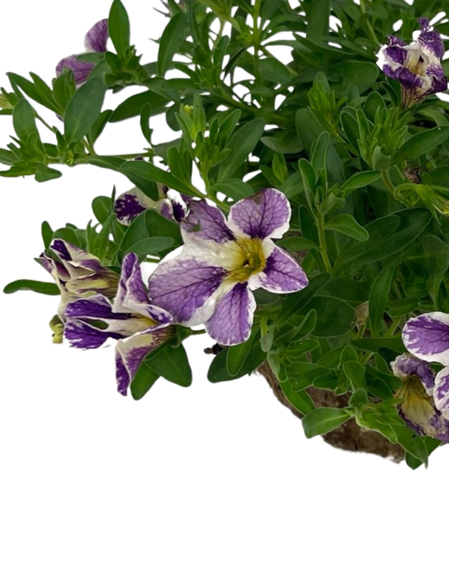 Calibrachoa 'Candyshop Grape Splash' - The Garden Corner