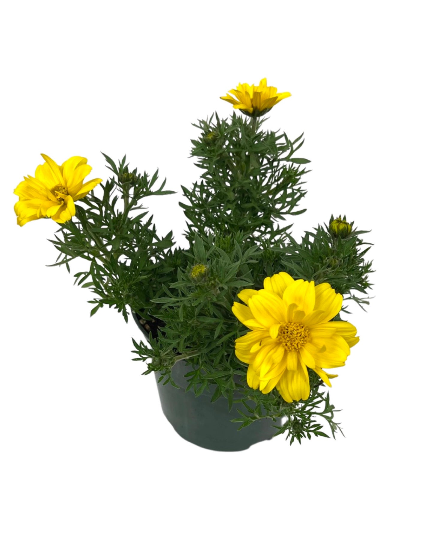 Bidens 'Sun Drop Double Yellow'