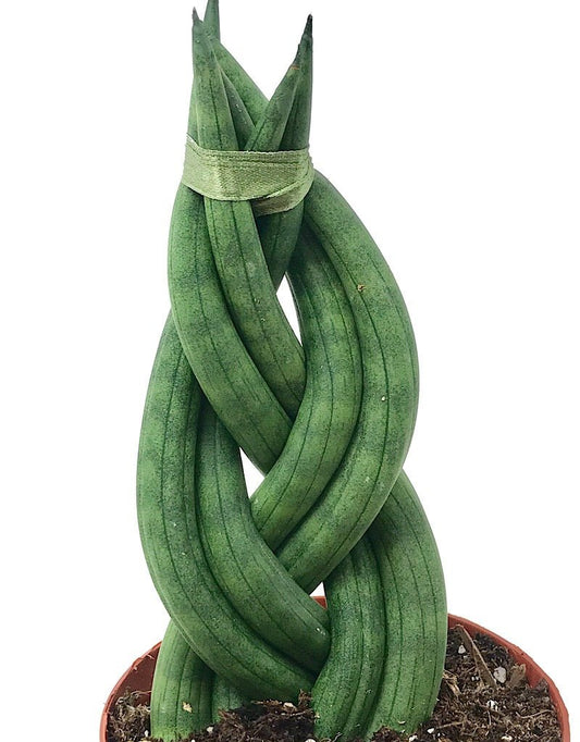 Sansevieria cylindrica 'Braid' 4 inch - The Garden Corner