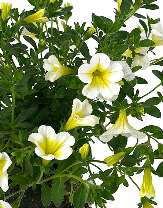 Calibrachoa 'Aloha Kona Sunshine' 4 Inch - The Garden Corner