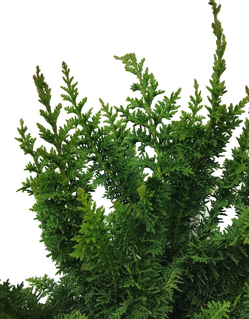 Chamaecyparis obtusa 'Filicoides Compacta' - Shrubs