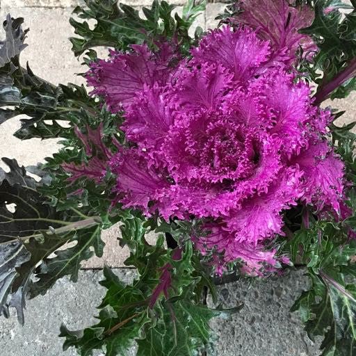 Kale 'Glamour Red' 4 Inch - The Garden Corner