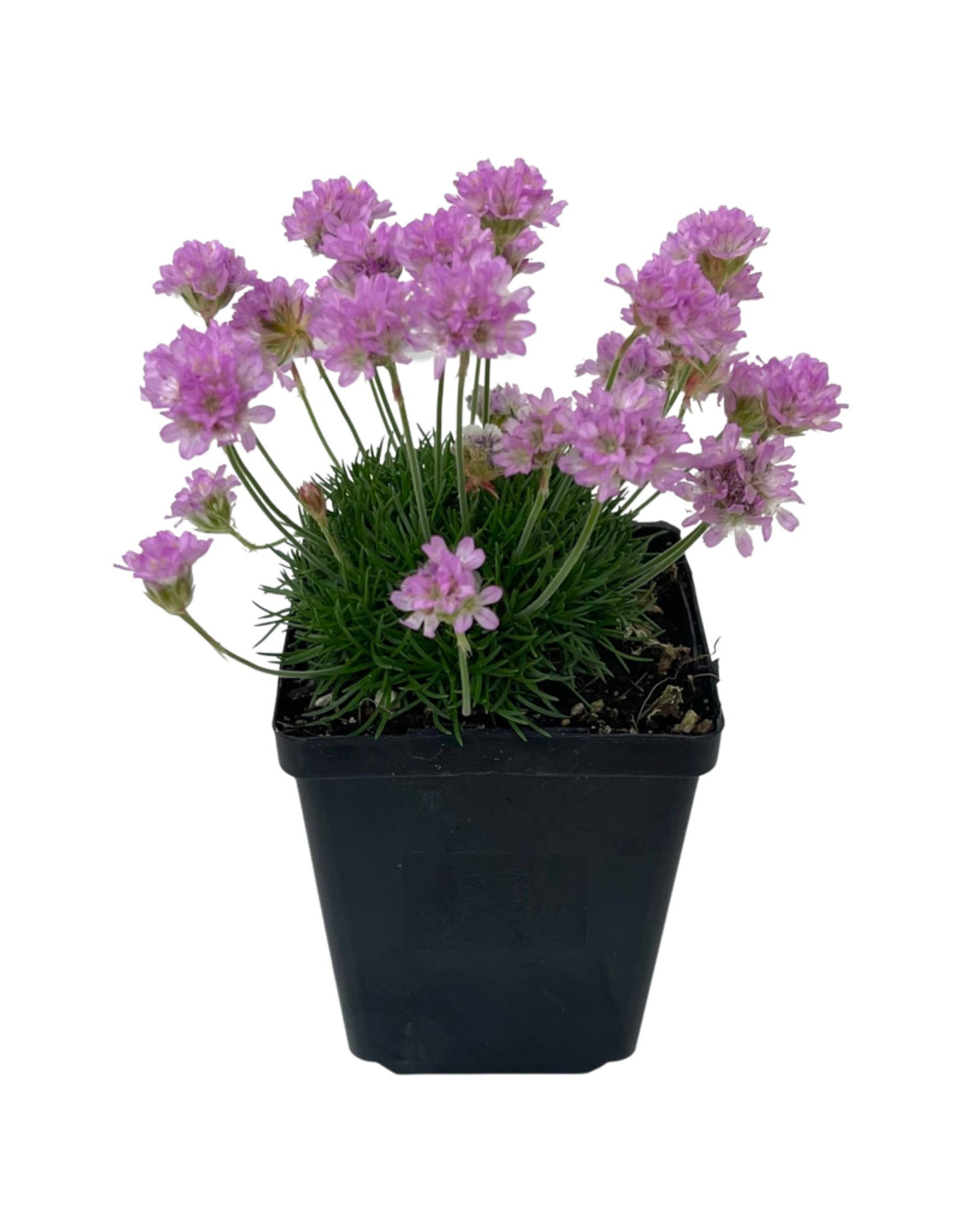 Armeria maritima 'Victor Reiter' - Perennials