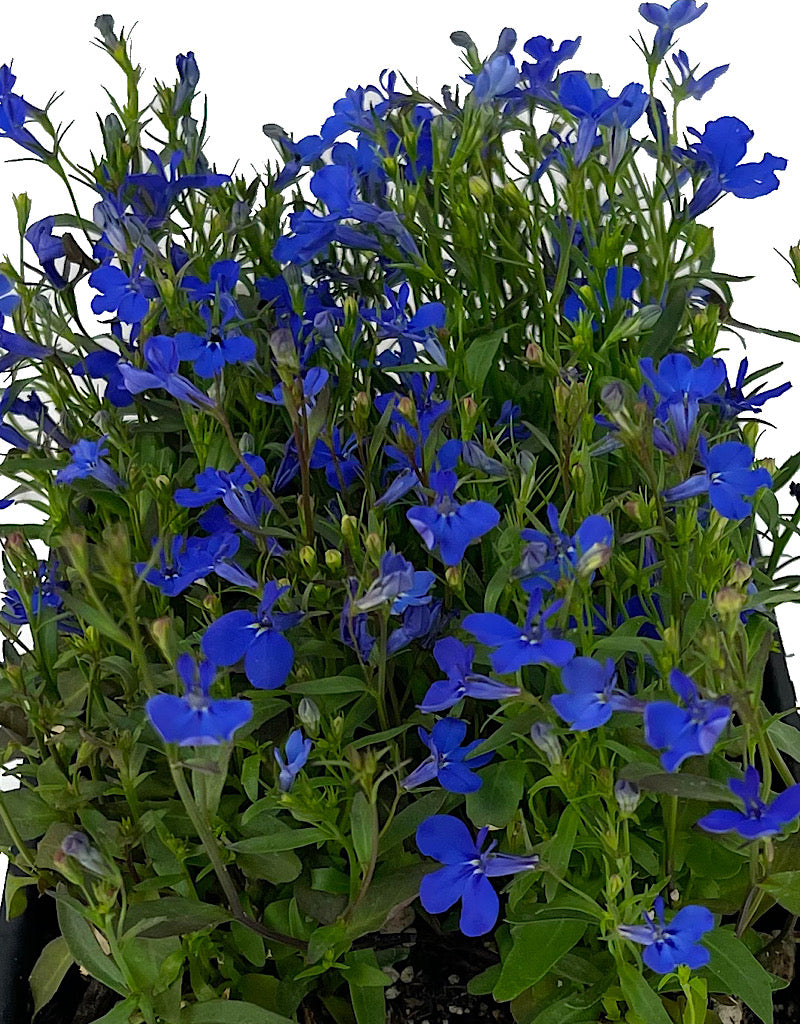Lobelia 'Crystal Palace'