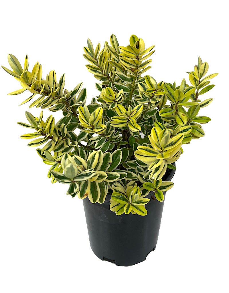 Hebe speciosa 'Variegata' - The Garden Corner