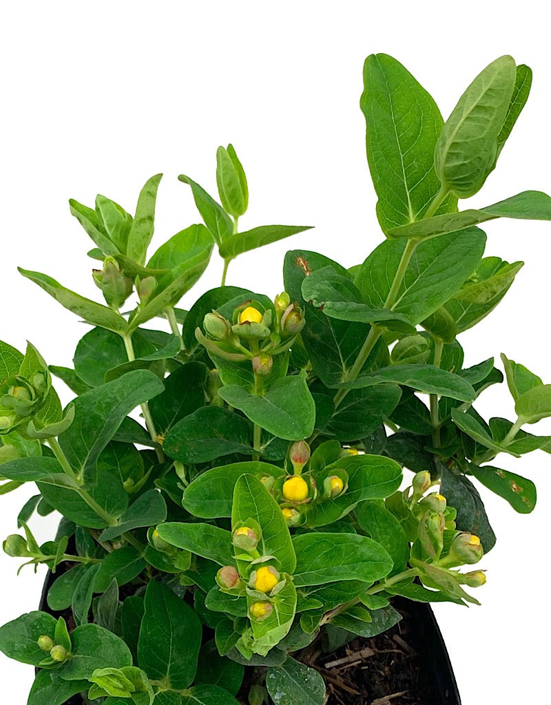 Hypericum 'Peachy Keen' 1 gal