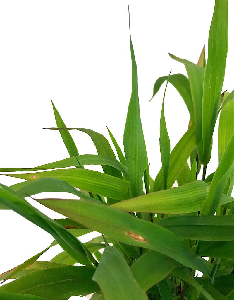 Chasmanthium latifolium