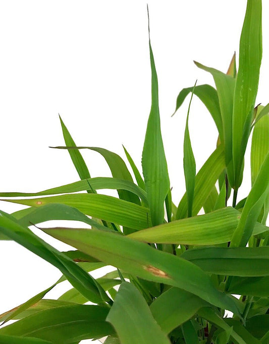 Chasmanthium latifolium - The Garden Corner