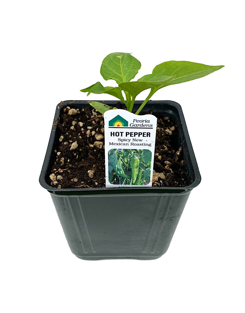 Pepper 'Spicy New Mexican' 4 inch