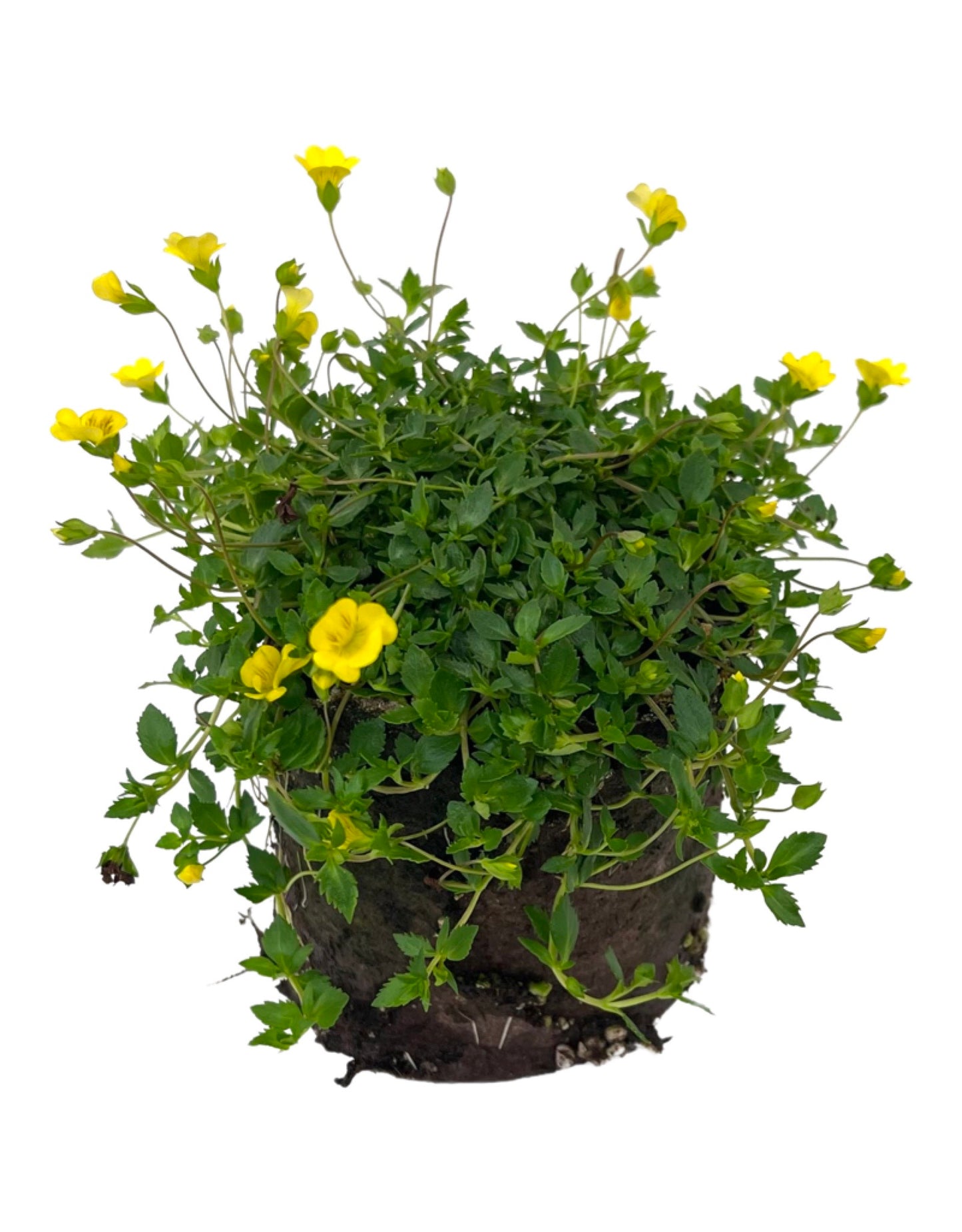 Mecardonia 'Gold Dust'
