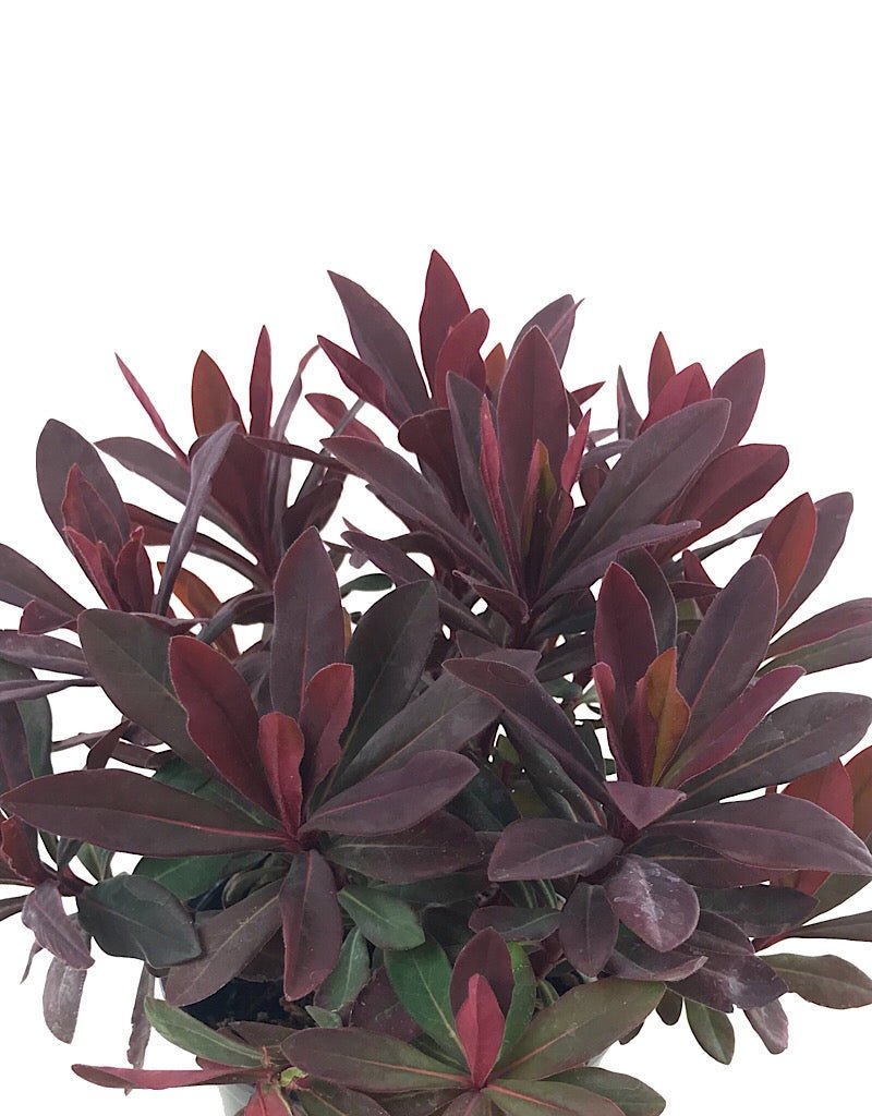 Euphorbia 'Ruby Glow' Quart - The Garden Corner