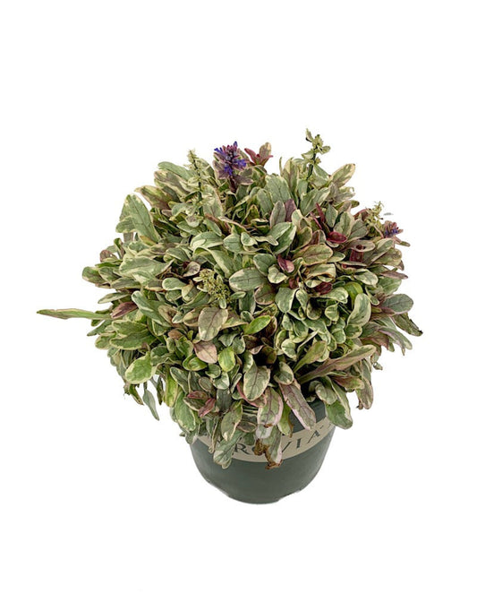 Ajuga tenorii 'Princess Nadia' - The Garden Corner