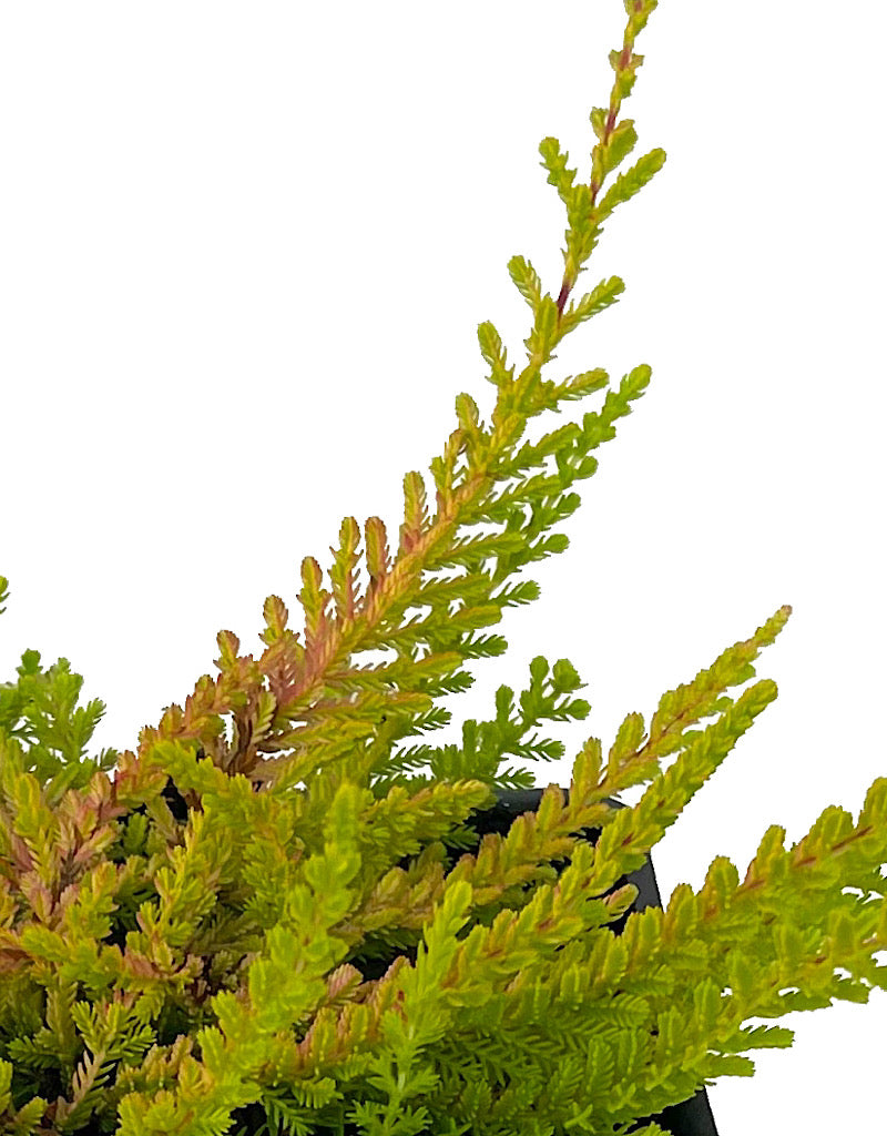Calluna vulgaris 'Wickwar Flame'