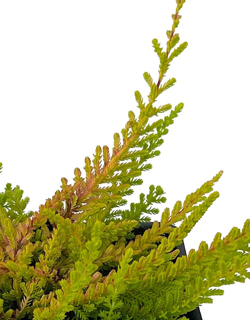 Calluna vulgaris 'Wickwar Flame' - The Garden Corner