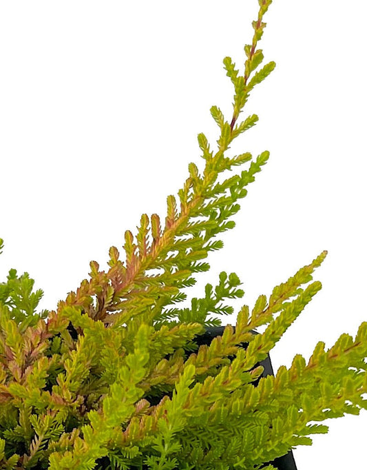 Calluna vulgaris 'Wickwar Flame' - The Garden Corner