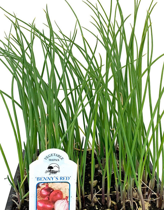 Onion 'Benny's Red' Traypack - The Garden Corner