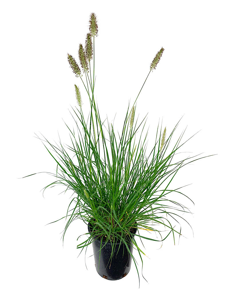 Pennisetum alopecuroides 'Hameln'