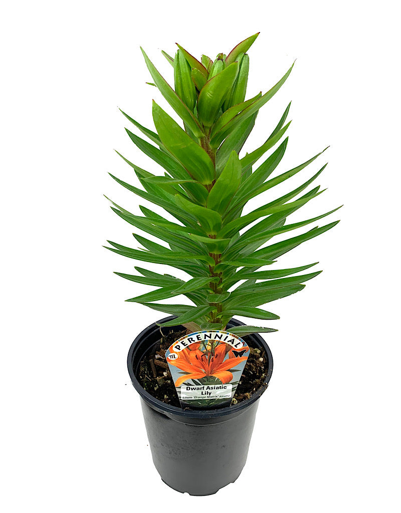 Lilium 'Orange Matrix' Quart